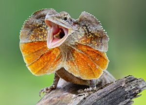 Frilled Lizard