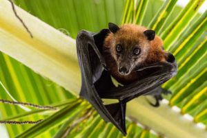 Fruit Bat