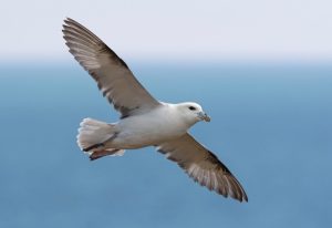 Fulmar