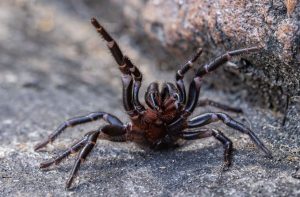 Funnel-Web Spider